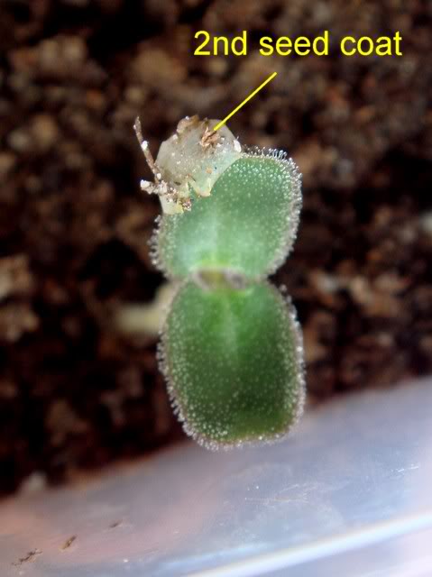 Ibicella lutea Ibicella_lutea_seedling_exra_coat