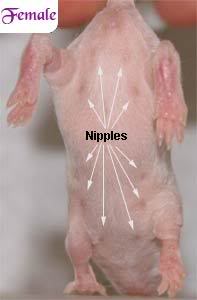 Comment reconnatre les mles et les femelles? NipplesFemaleArrows