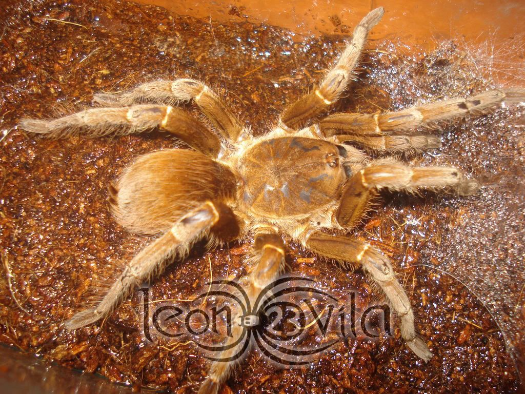 Genero Acanthoscurria DSC04240ResoluciondeEscritorio