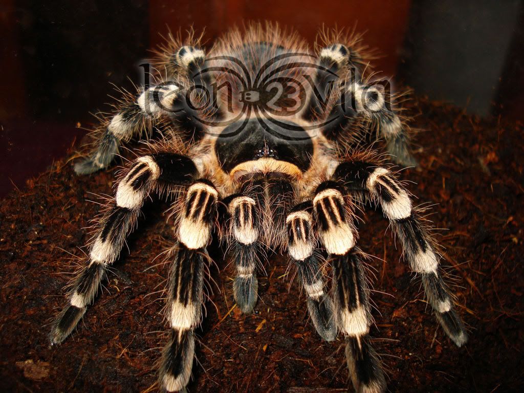 Genero Acanthoscurria CopiadeDSC00828ResoluciondeEscritor