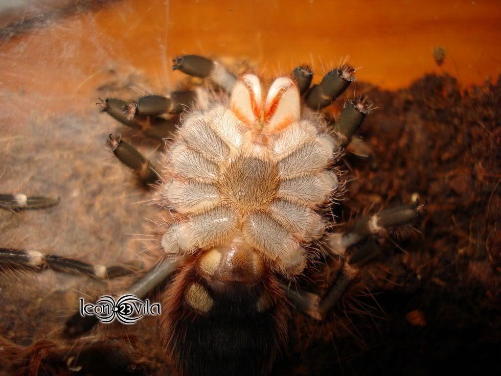 Genero Acanthoscurria DSC02111ResoluciondeEscritorio