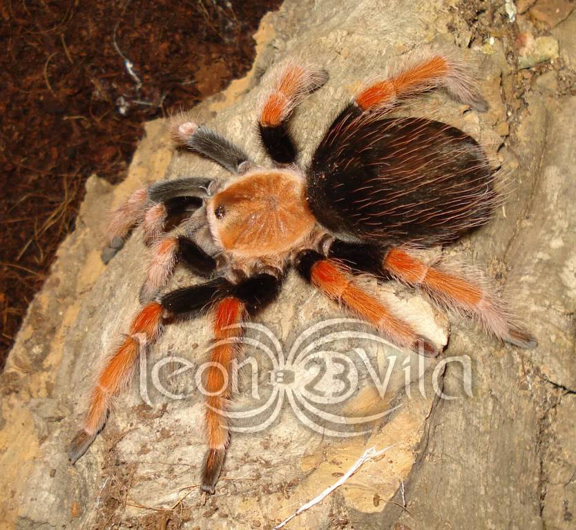 Genero Brachypelma Boemei2ResoluciondeEscritorio