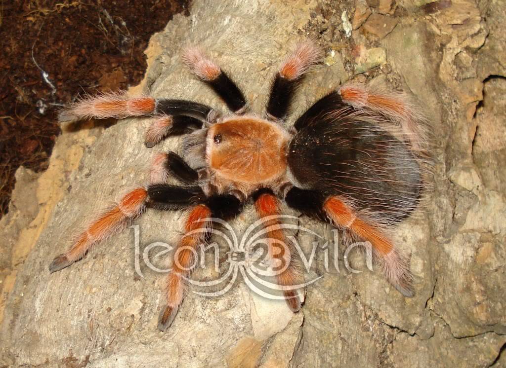 Genero Brachypelma BoemeiResoluciondeEscritorio