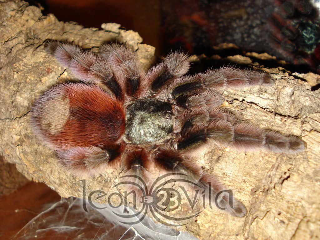 Genero Avicularia DSC03237ResoluciondeEscritorio