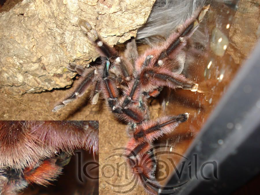 Genero Avicularia Buenas