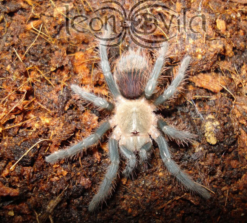 Genero Brachypelma AlboResoluciondeEscritorio