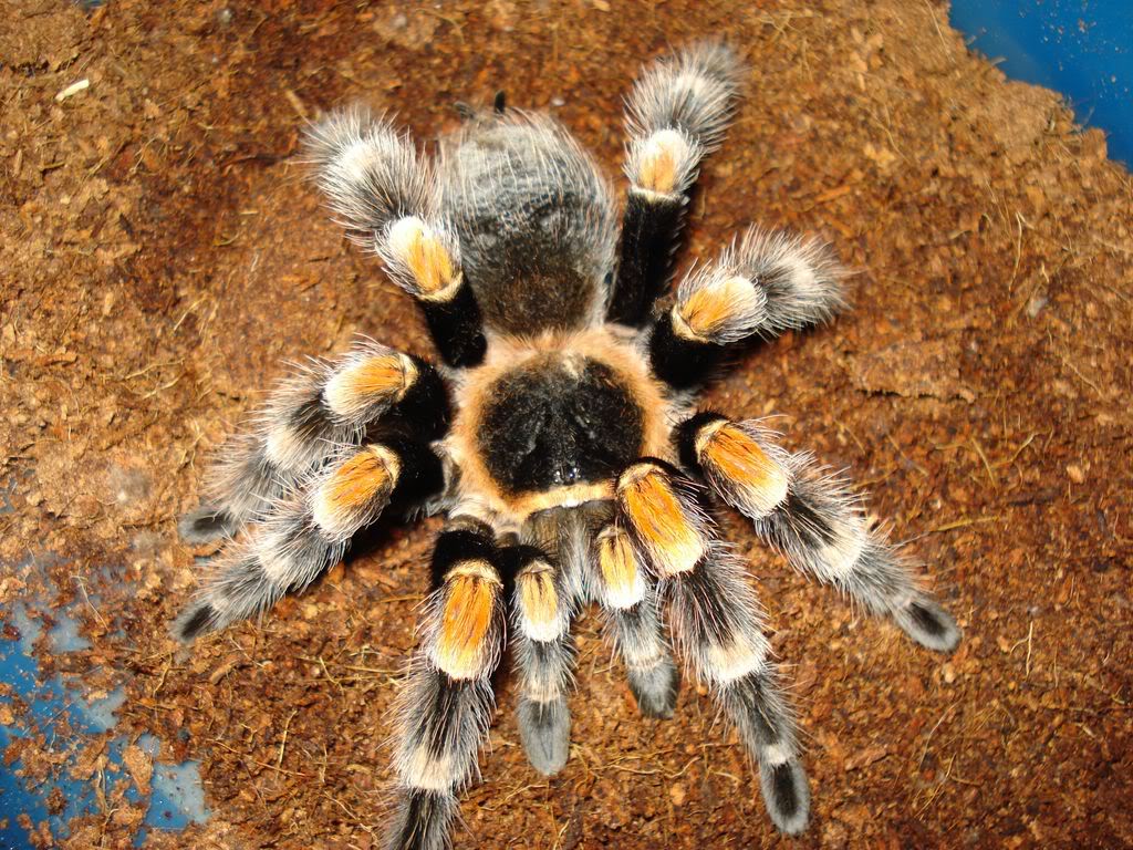 Genero Brachypelma DSC03182ResoluciondeEscritorio