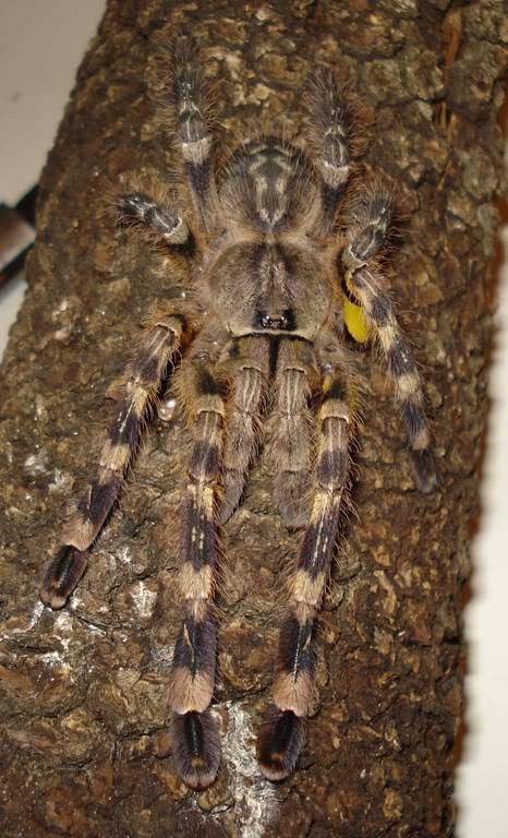 Genero Poecilotheria 22ResoluciondeEscritorio