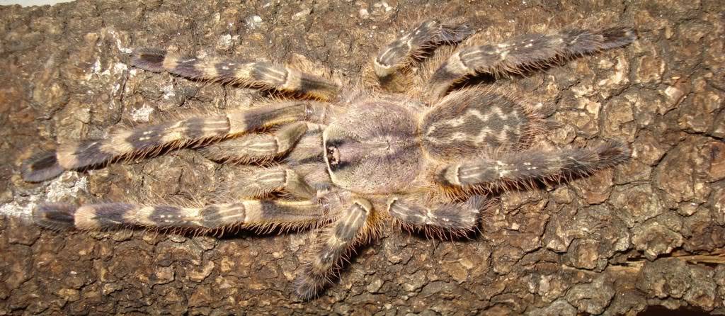 Genero Poecilotheria FasciataResoluciondeEscritorio