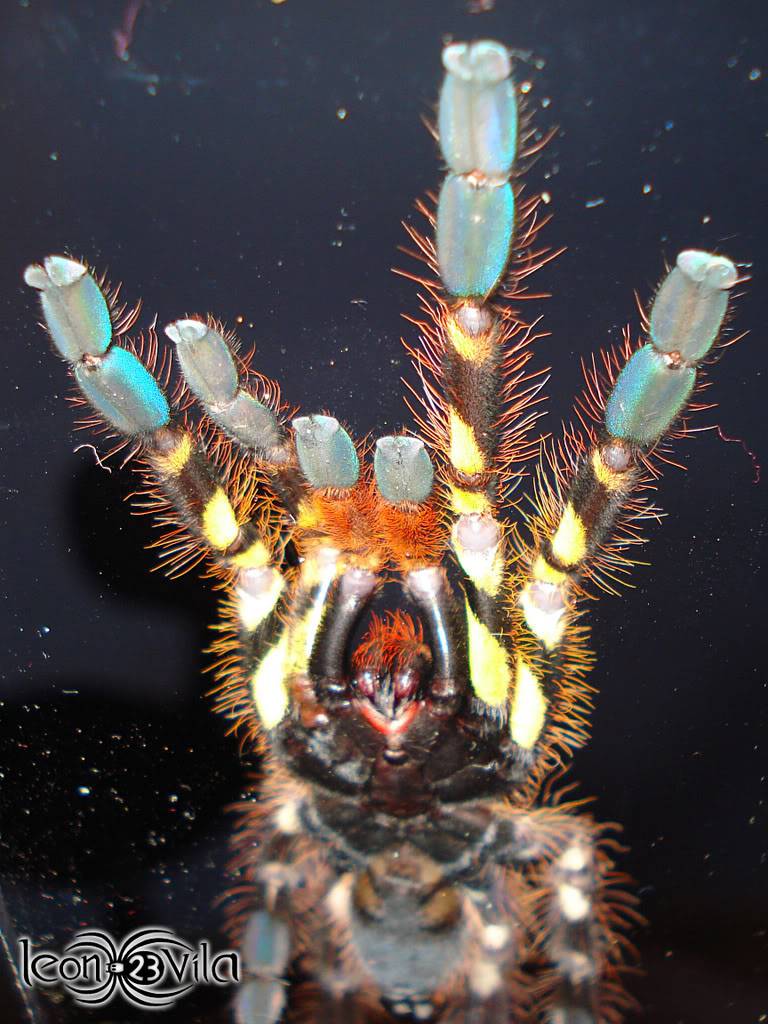 Genero Poecilotheria Jknvjklnf-2