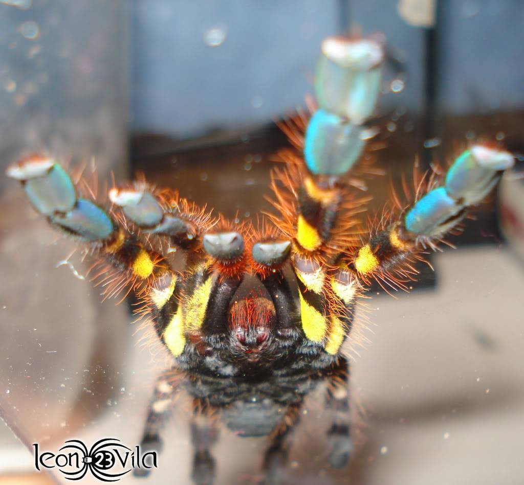 Genero Poecilotheria Kgmbgkmb-1