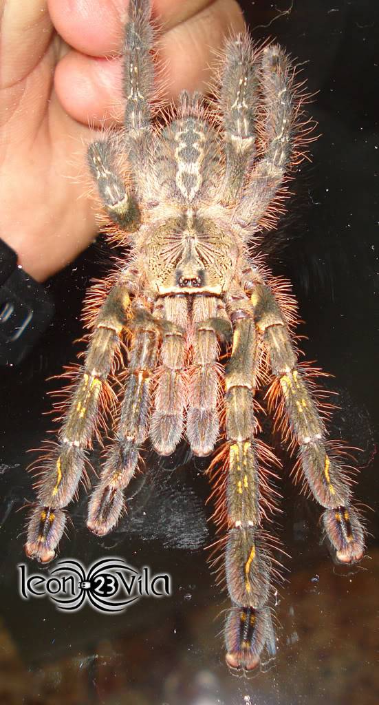 Genero Poecilotheria Tutut