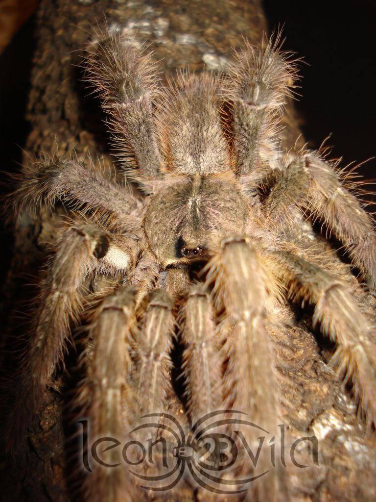 Genero Poecilotheria DSC02539ResoluciondeEscritorio