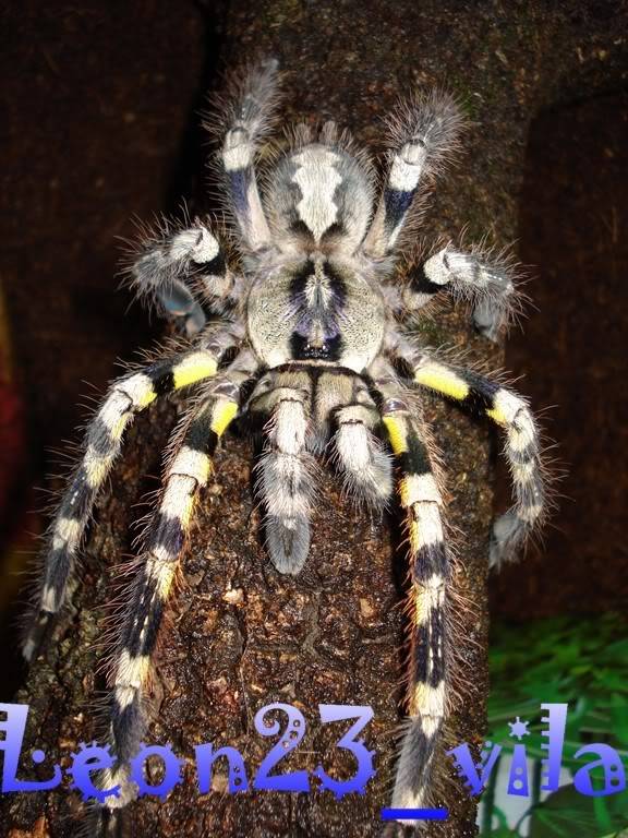 Genero Poecilotheria PoecilotheriaRegalis19