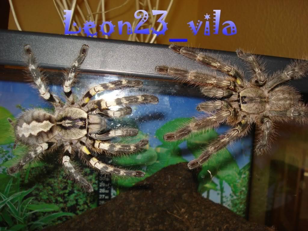 Genero Poecilotheria Apareamientoregalis6