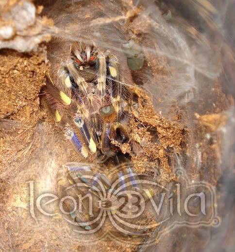 Genero Poecilotheria 1