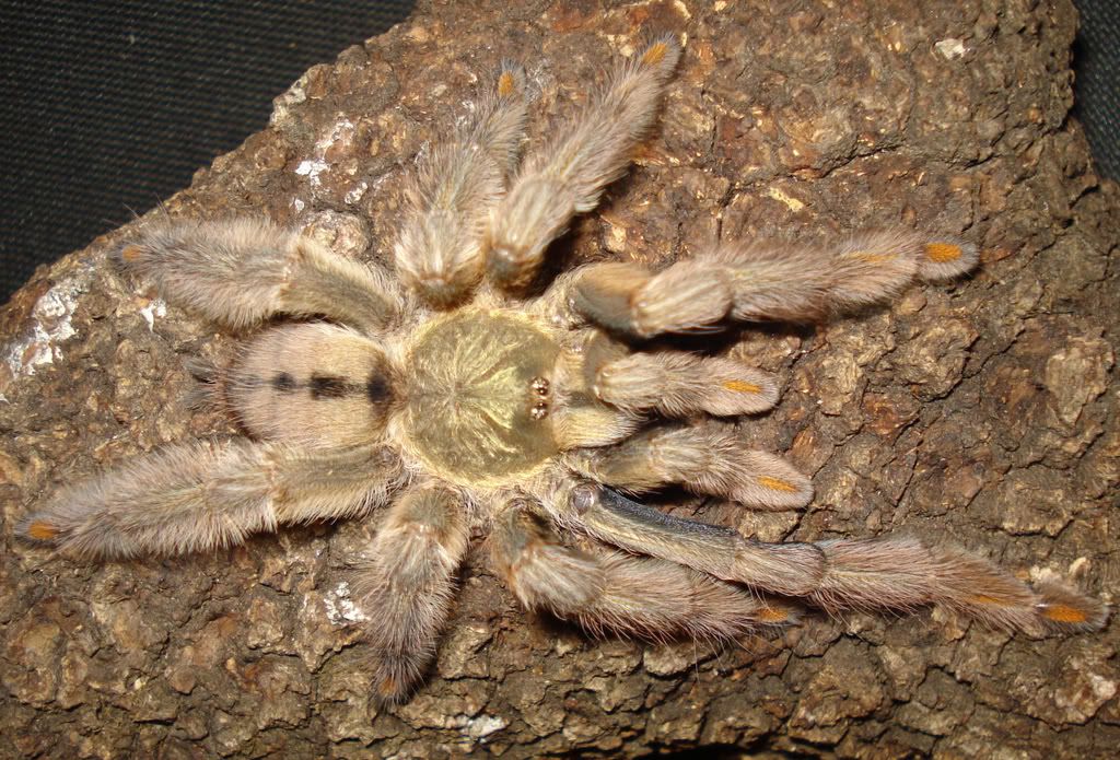 Genero Psalmopoeus Sinttulo-7