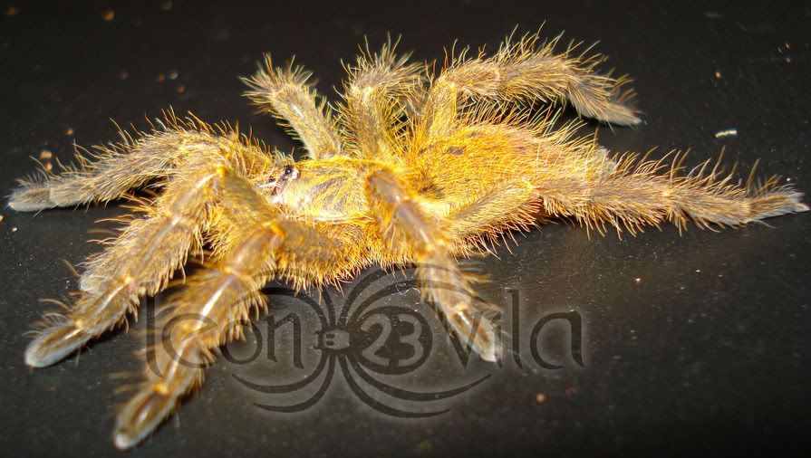 Genero Pterinochilus Pmurinus2