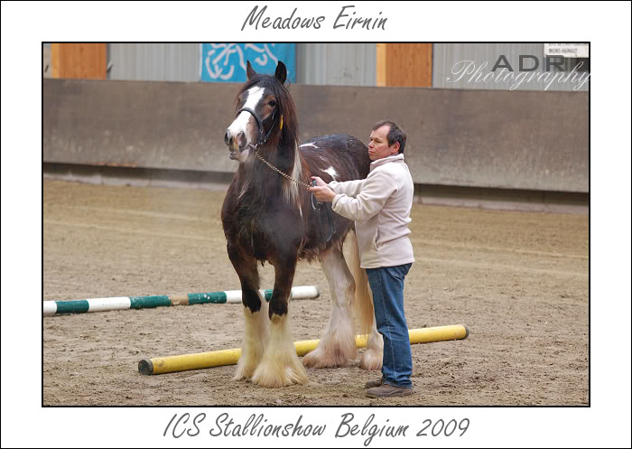 Concours d'étalons IC par l'ICS Belgique-->15/02/2009 - Page 13 Dsc_0104-border