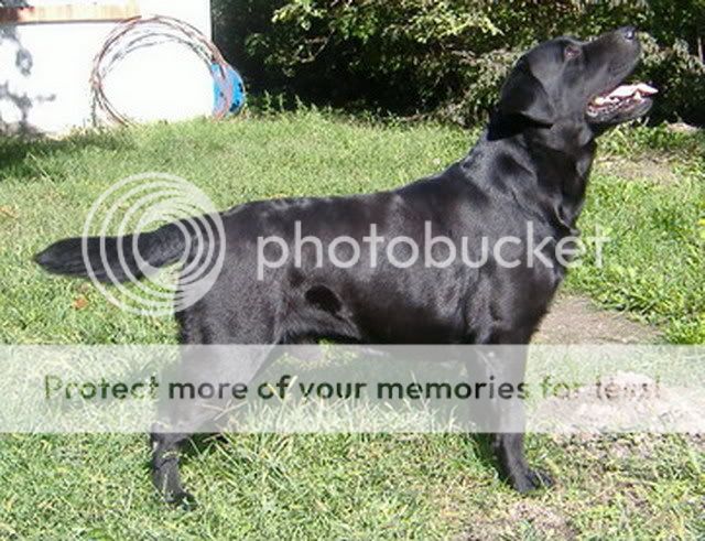 LABRADO RET.INTCH,CHSCG-AMADEUS SLOBODAN ZA PARENJE AMADEUS