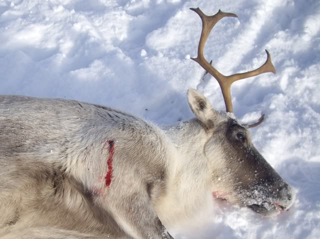 Des caribous pour Noël! AAIMGP2543