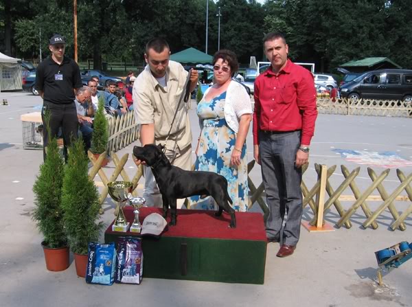 Stafordski Bul Terijer - odgajivacnica - "DZander" FCI-5044 IntChSlug-A-BedDeeDeeRamone