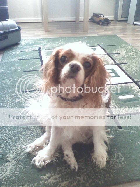 pics of your pets 042707171300