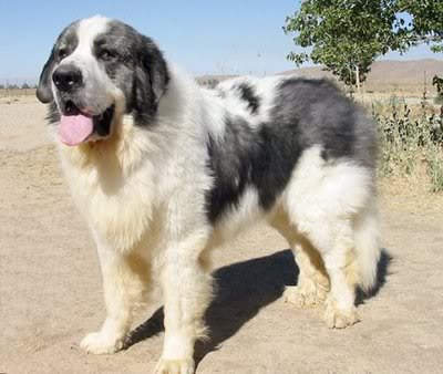 LGD Breeds Pyrenean-Mastiff