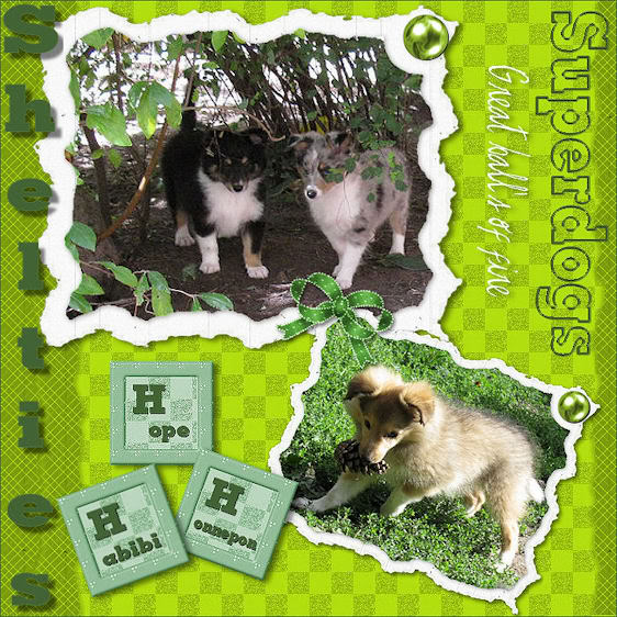 QQ's chiots dans le jardin. Variete-scraplessenles70plaatje