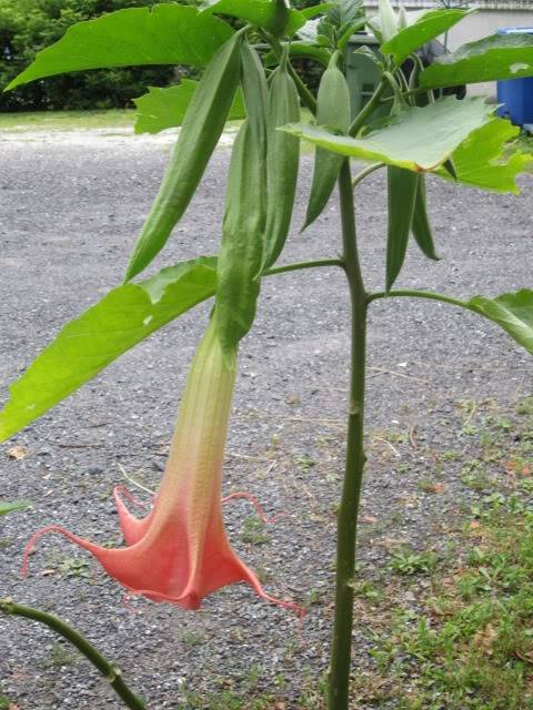  Brugmansia & floraison au jour le jour (09/09) IMG_0114