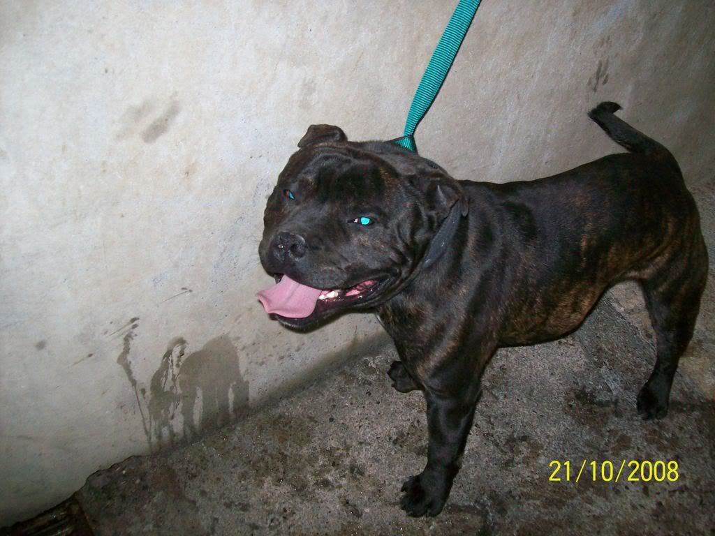 Dunboyne Surrrender - Bobby, Staffie Kennel212