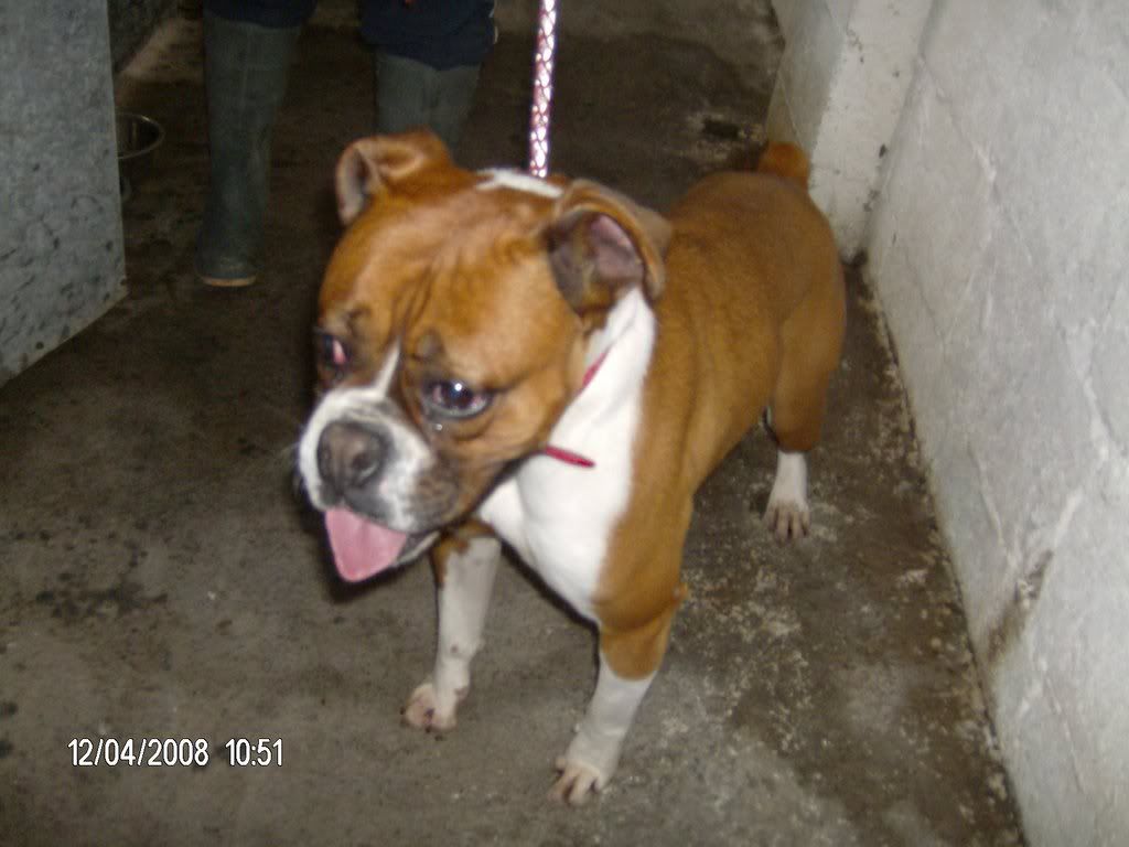 Out and safe: Dunboyne  Surrender - Yana; boxer girl Kennel23-1