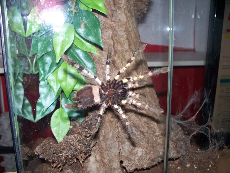 Communal P. regalis 100_0508