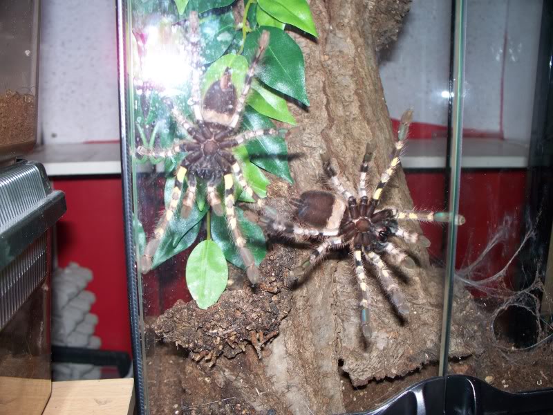 Communal P. regalis 100_0509