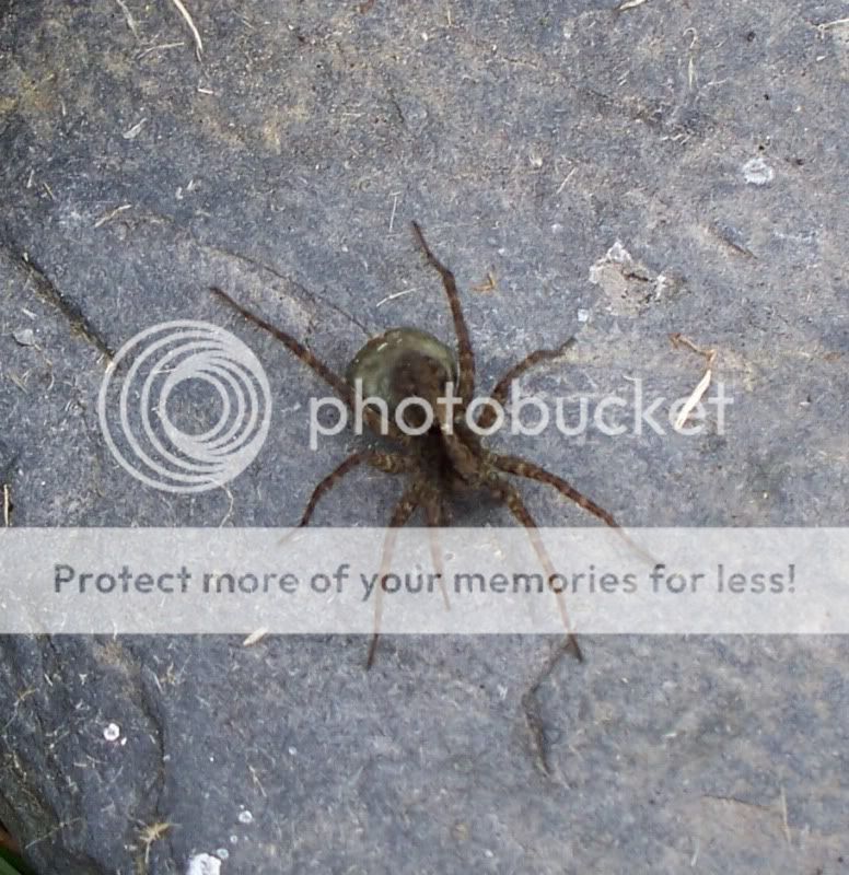 Wolf spiders 100_0593