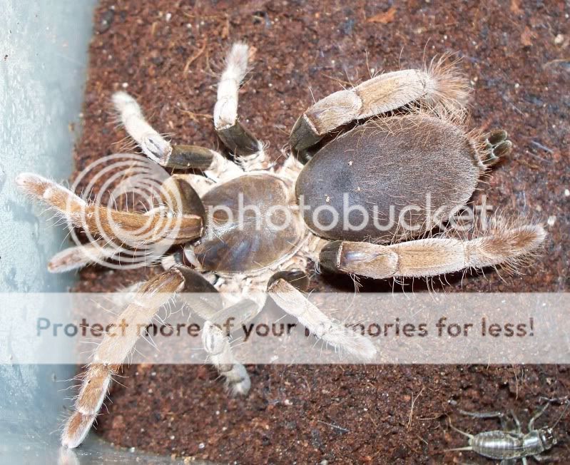 Female H. gigas 100_0784