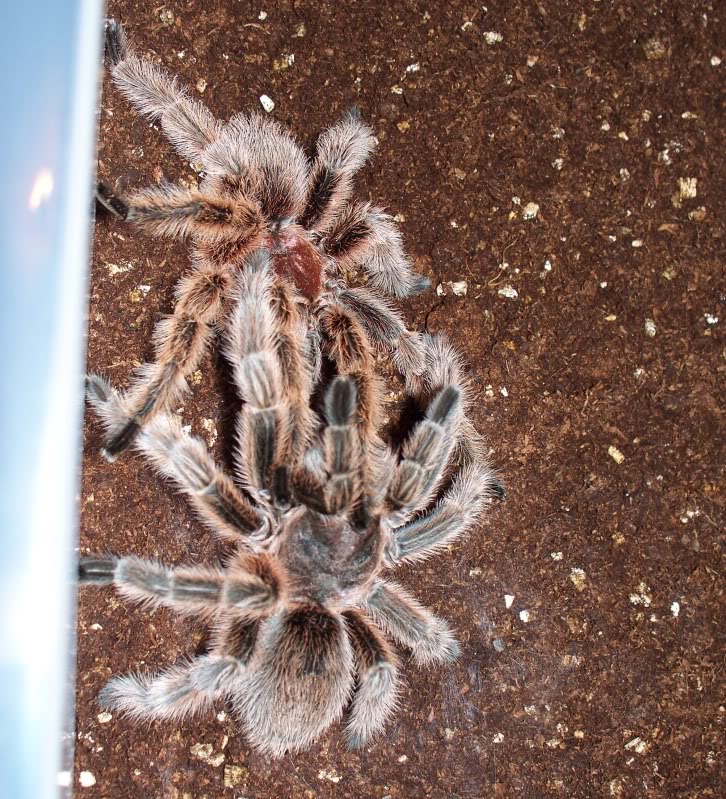 G. rosea NCF mating 100_0804