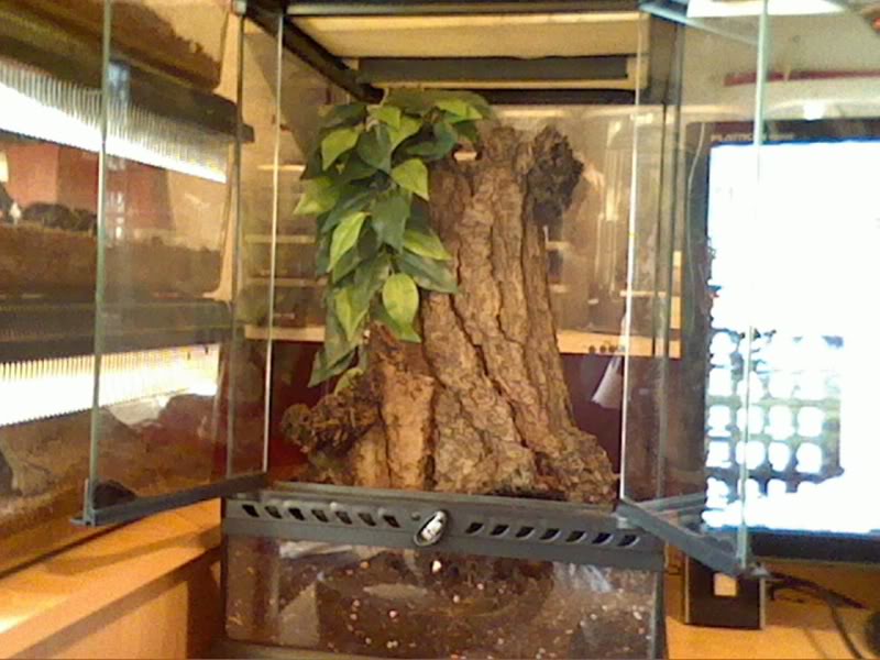 Communal P. regalis Picture1