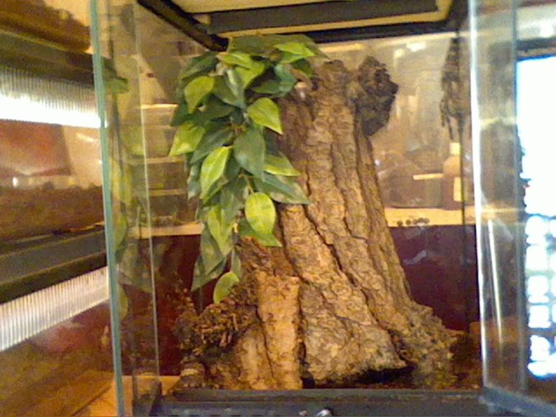 Communal P. regalis Picture11