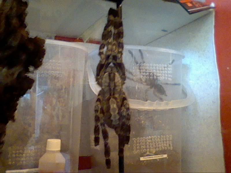 Communal P. regalis Picture3