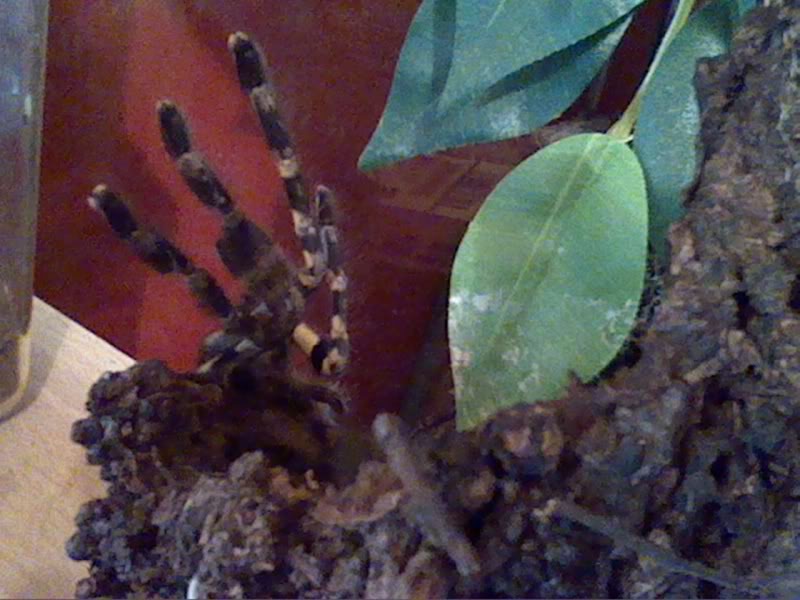 Communal P. regalis Picture9