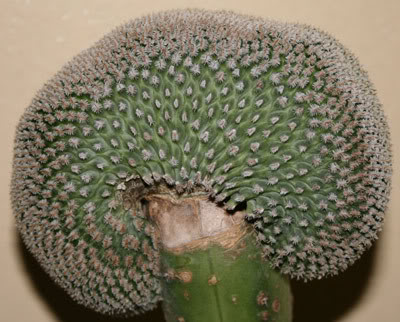 How to Graft Crested Cacti Turbcrest