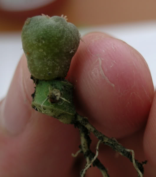 Grafting seedlings to Pereskiopsis Williamsii1