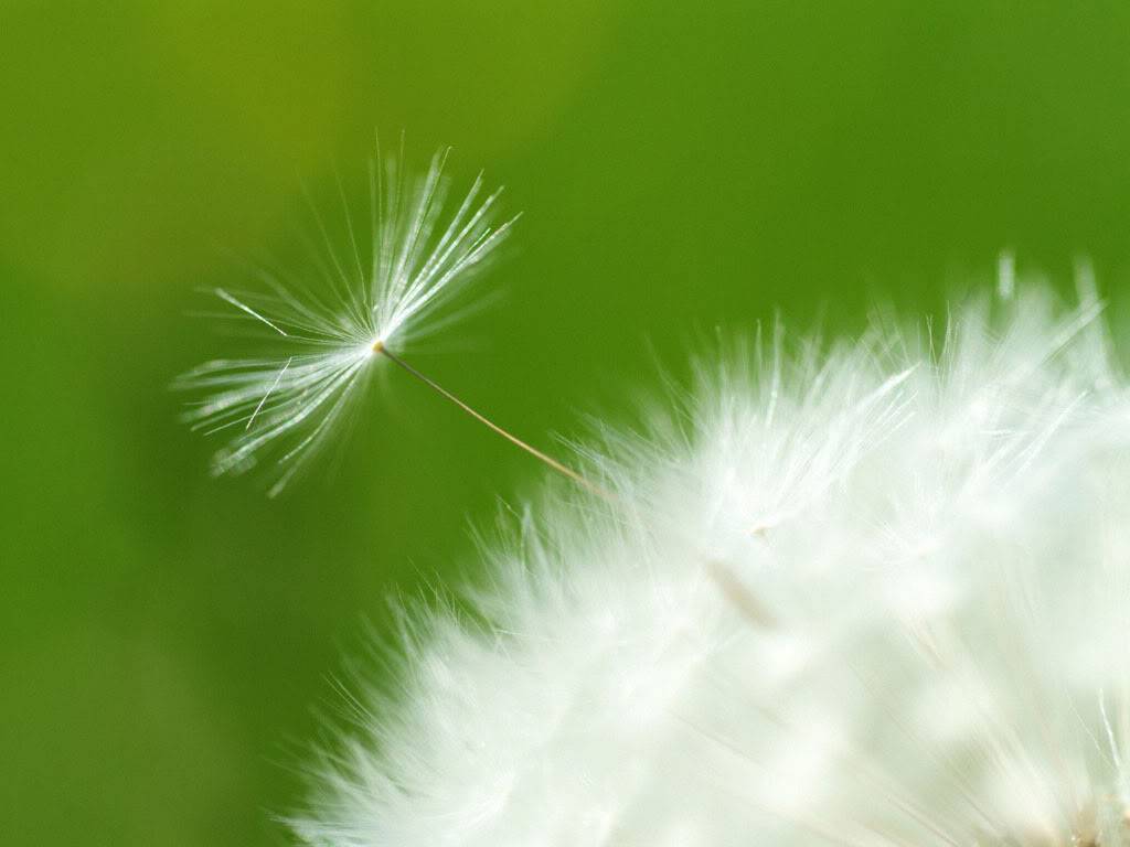 Những câu chuyện về HOA Dandelion20Seed188612