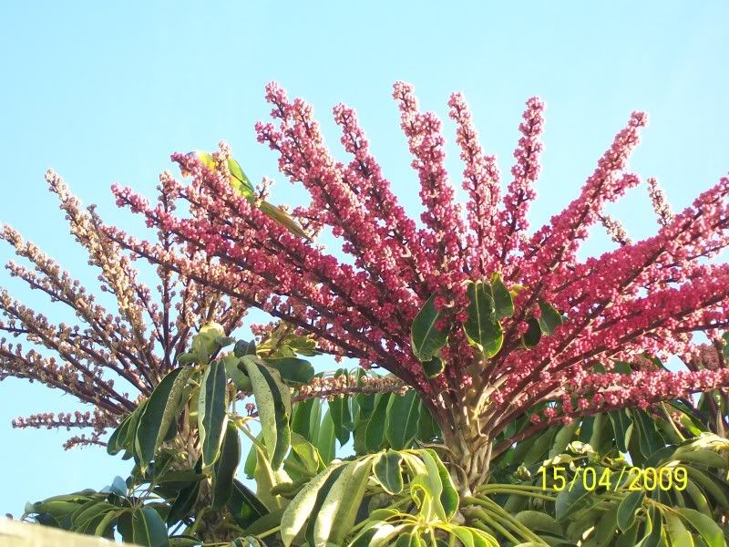 Umbrella tree in bloom Birds_0032