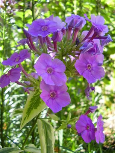 Les phlox des jardins (paniculata) 2006-07-30013