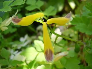 Identification SVP. Corydalis sempervirens  pour une. 2006-09-16064