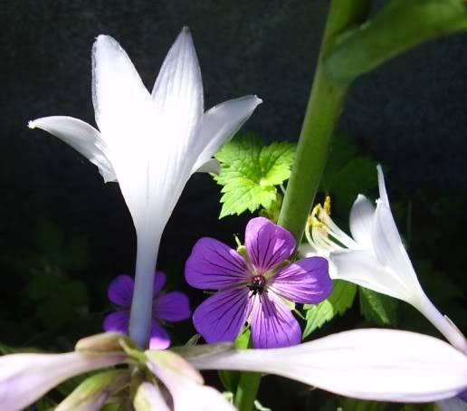 Geranium Ann Folkard Geranium