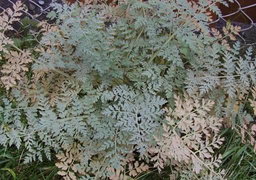 Identification SVP. Corydalis sempervirens  pour une. Magadanica