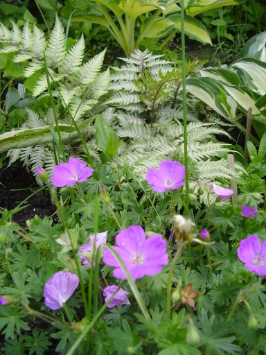 Geranium - Page 2 2006-06-11054